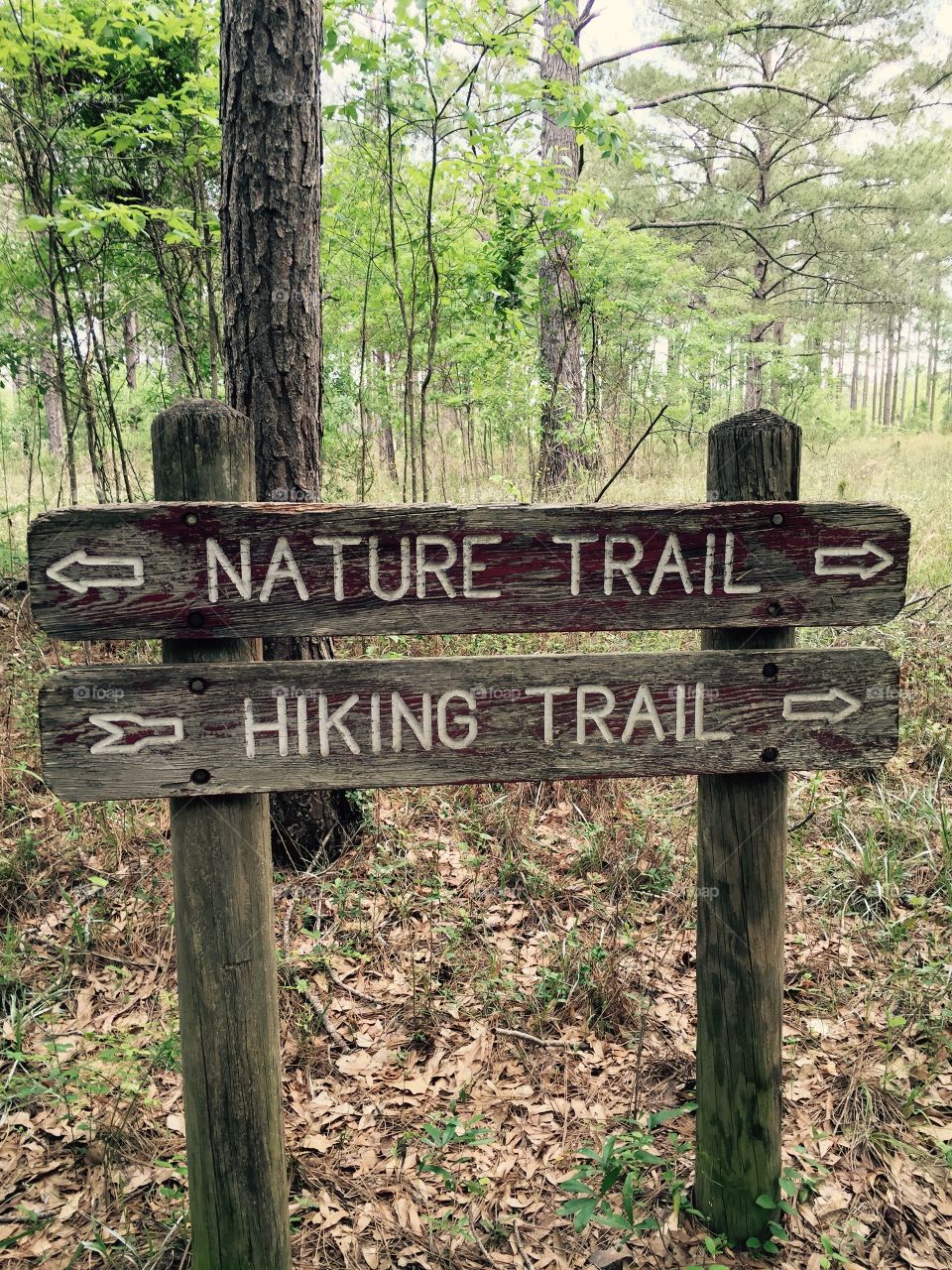 Wooden sign board in forest