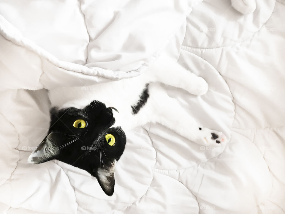 Cute black and white cat with yellow eyes in white bed