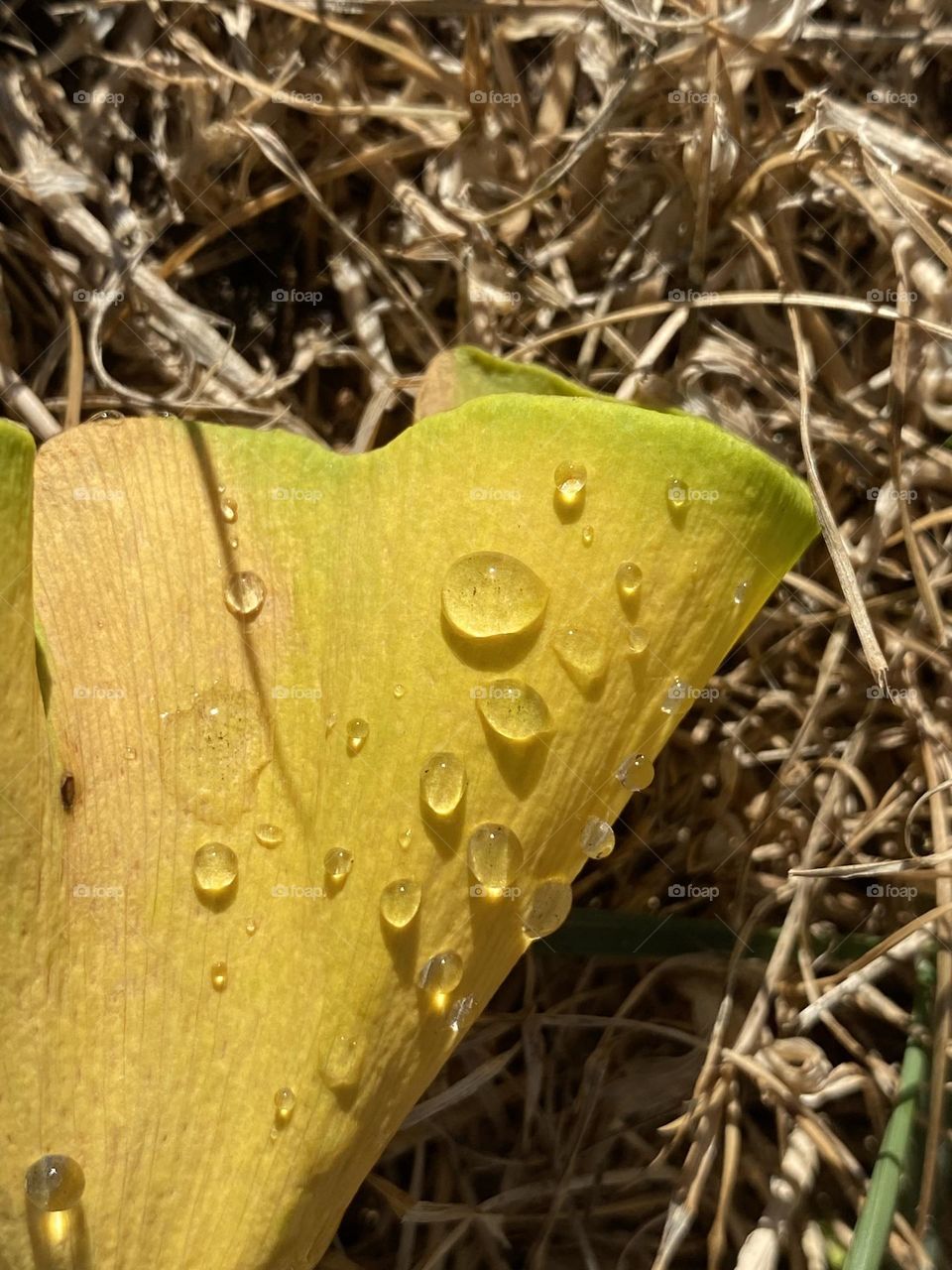 When you’re out for an early morning walk, it’s sunny and bright but dew drops stay behind. 