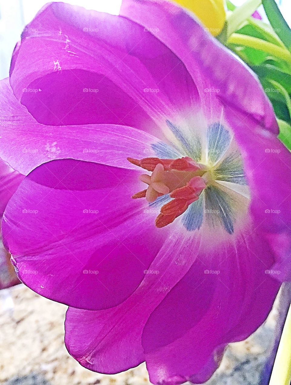 Close-up of a pink flower