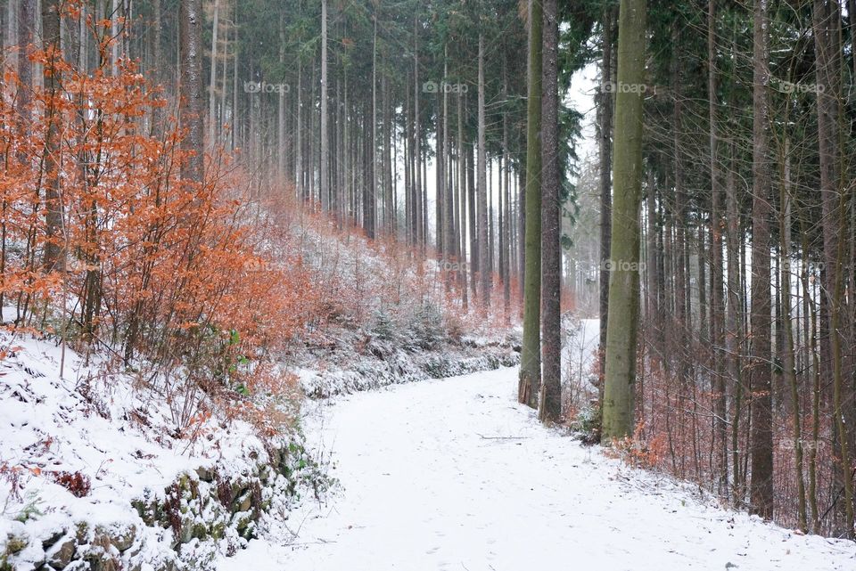 A snowy forest road with pines and yellowed bushes in mountains of Karlovy Vary.