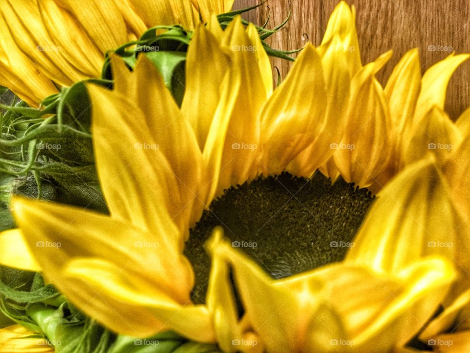 Vibrant sunny sunflowers blooming 