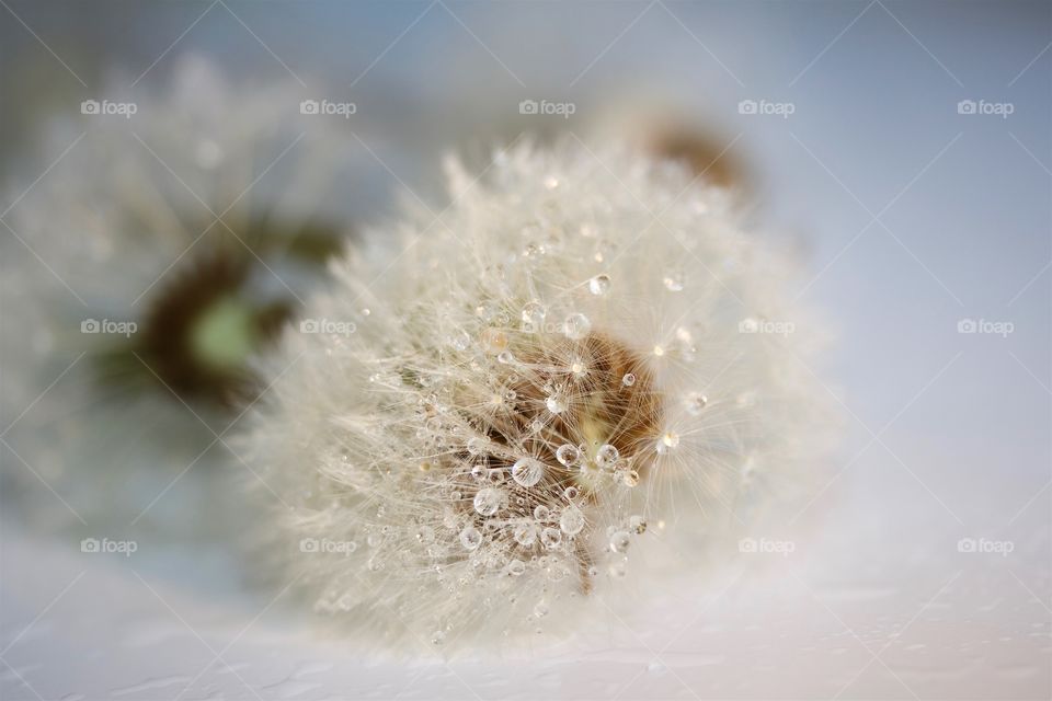 dried dandelions