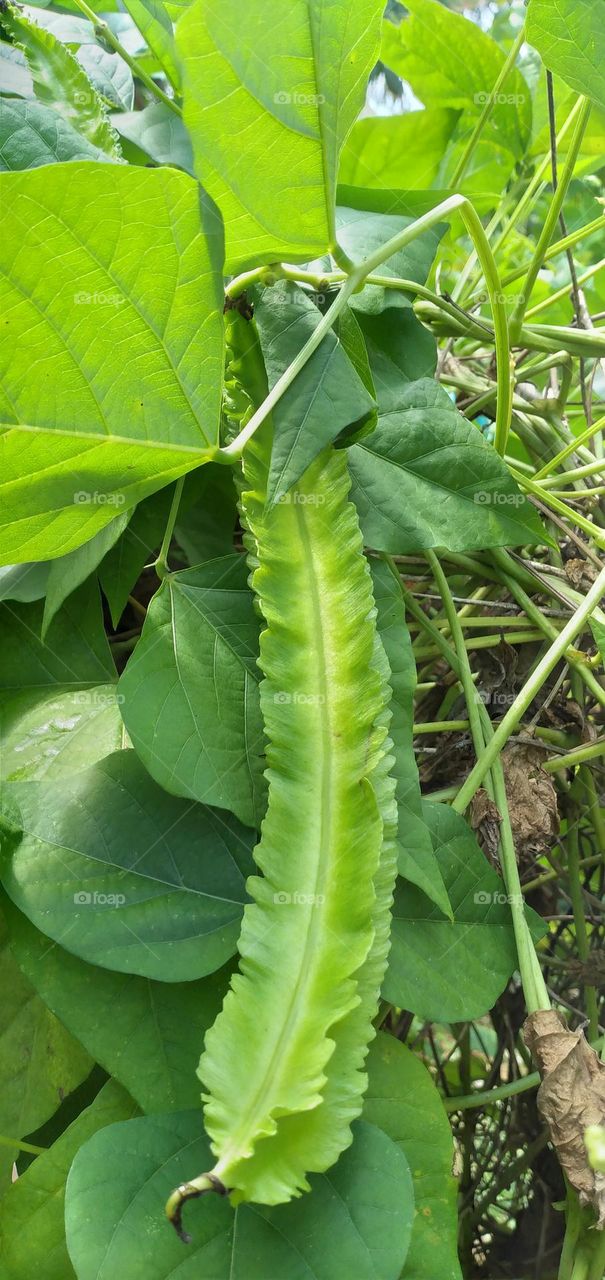 winged bean