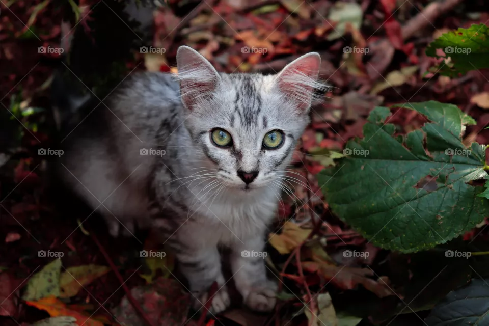 Gato.