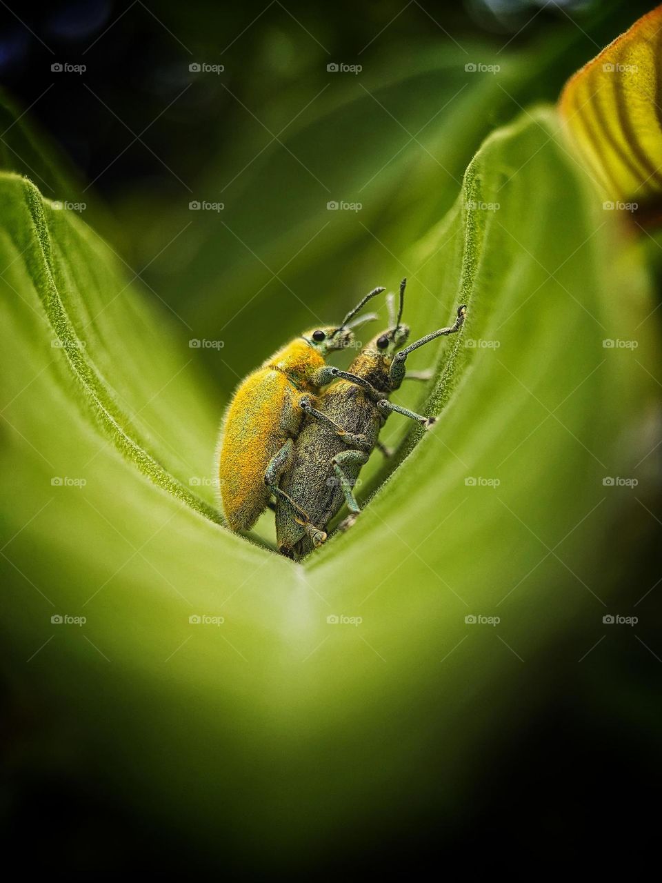 Weevil mating