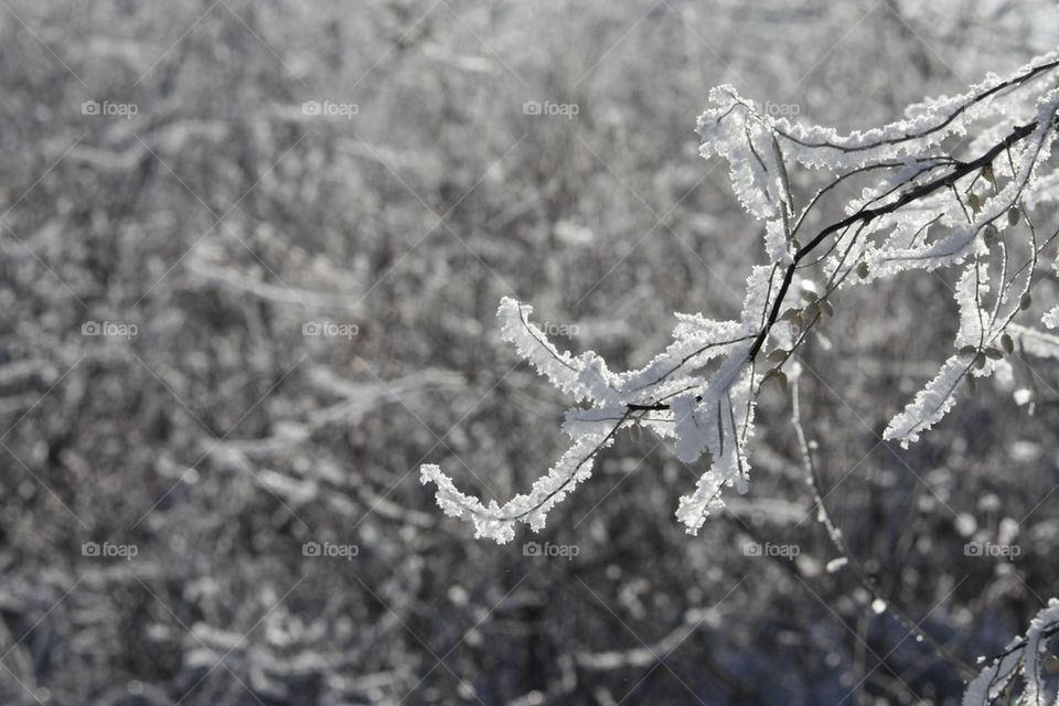 Snow branch