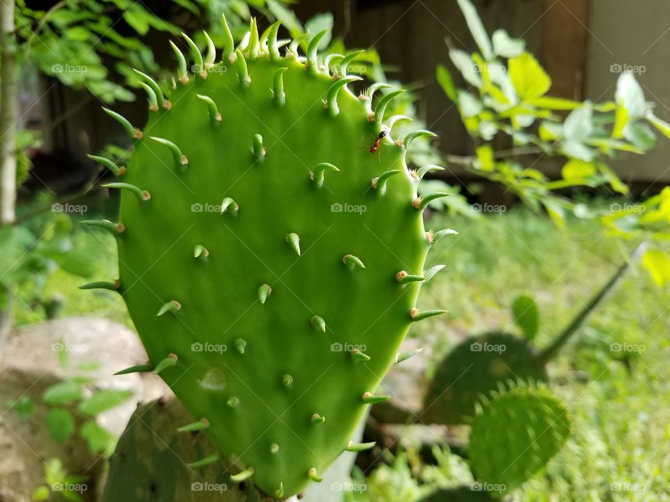 Cactus