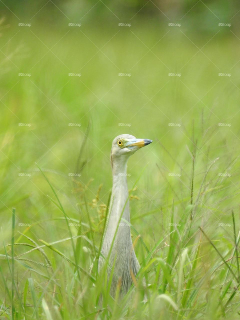 Egret