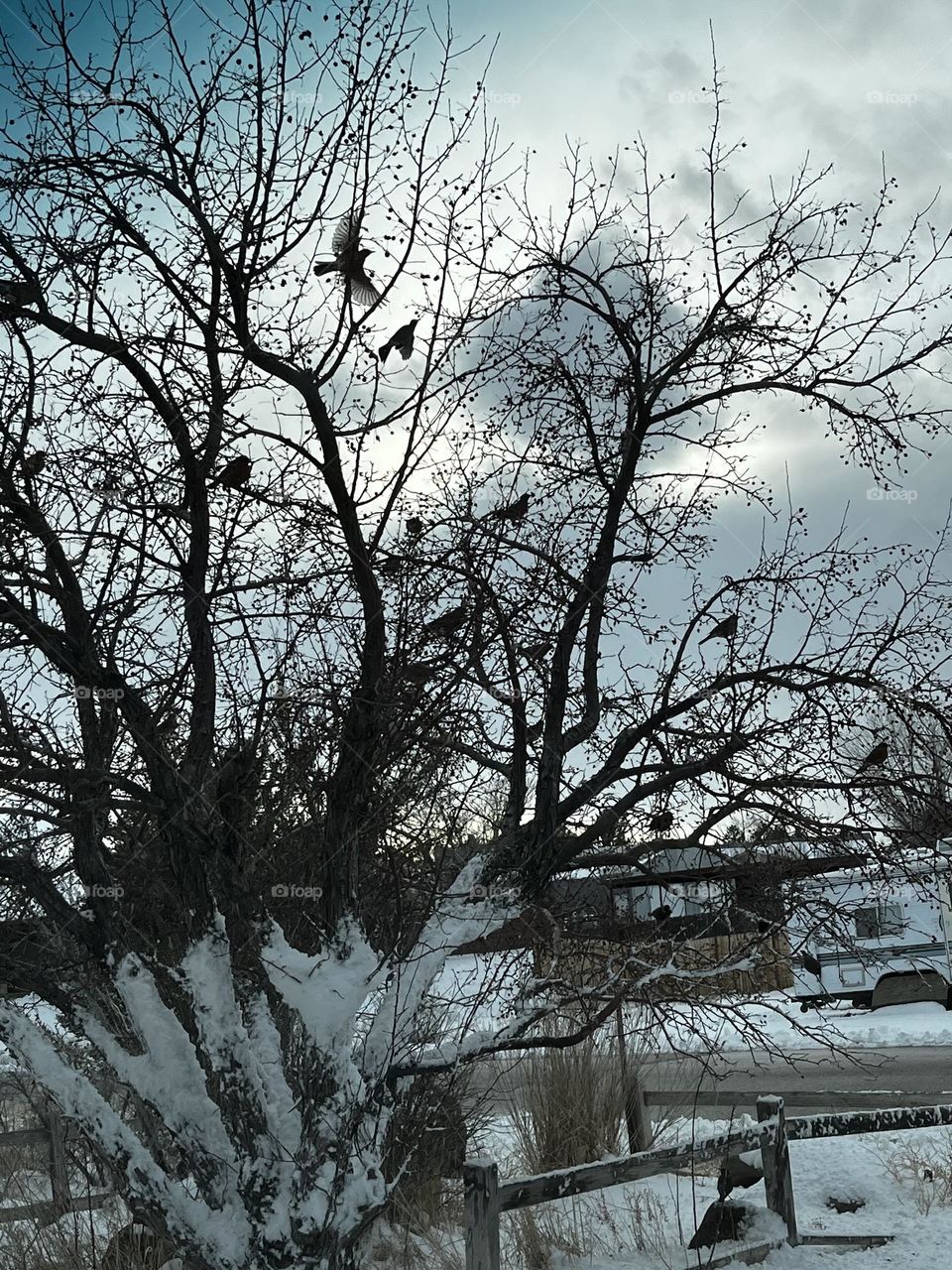 Robins in a snow covered tree