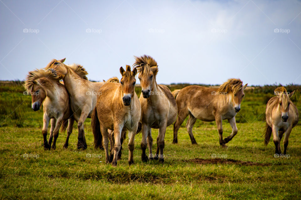 Wildpferde in Dänemark 