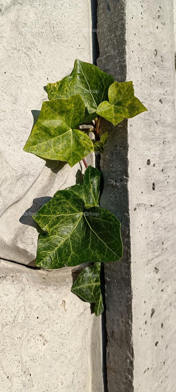 green plant on concrete wall