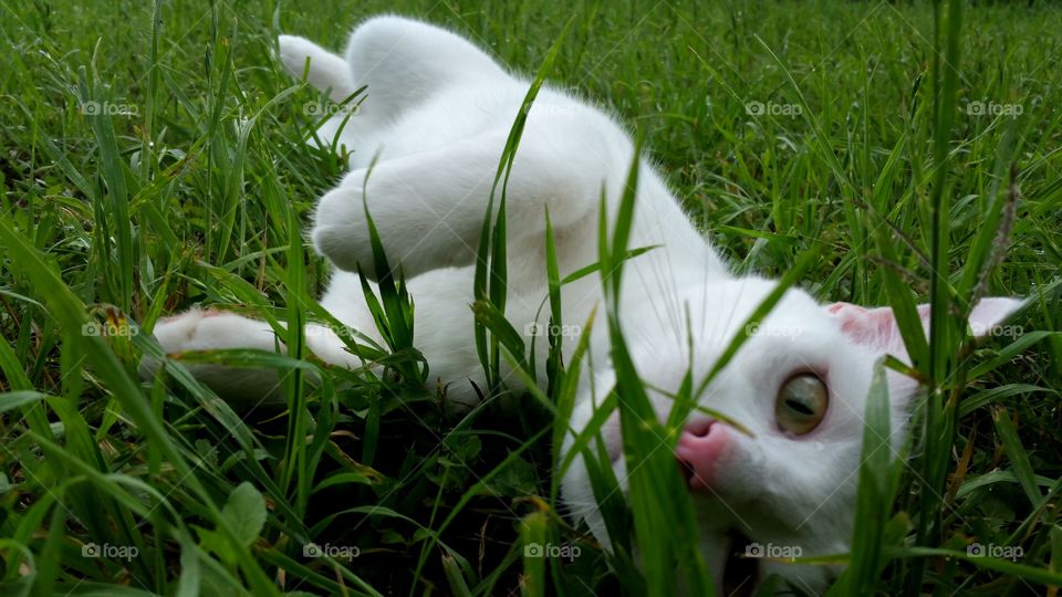 Grass, Nature, Rabbit, Easter, Field
