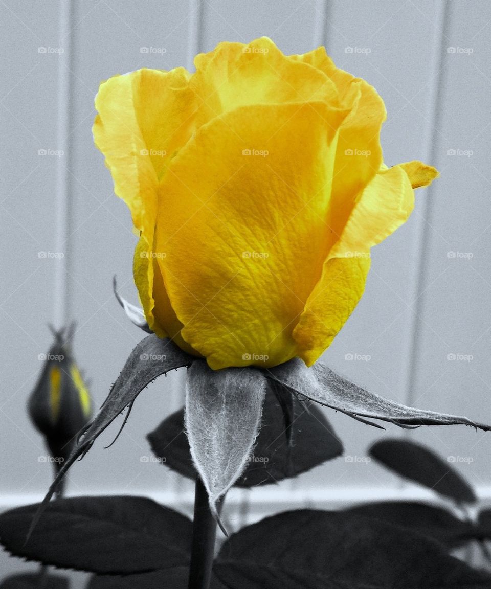 Yellow means friendship....