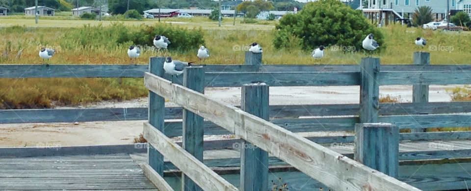 Seagulls on the boardwalk. 