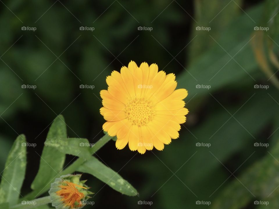 Yellow flower