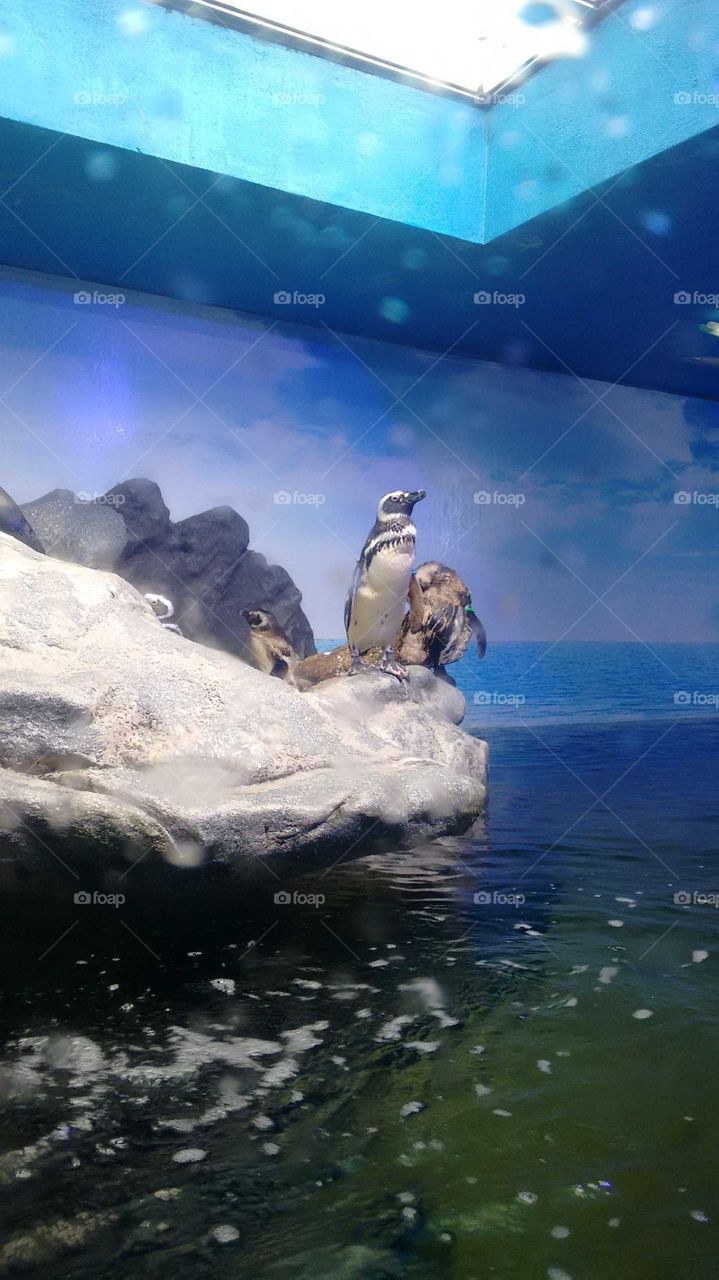 Pinguim aquário de Ubatuba