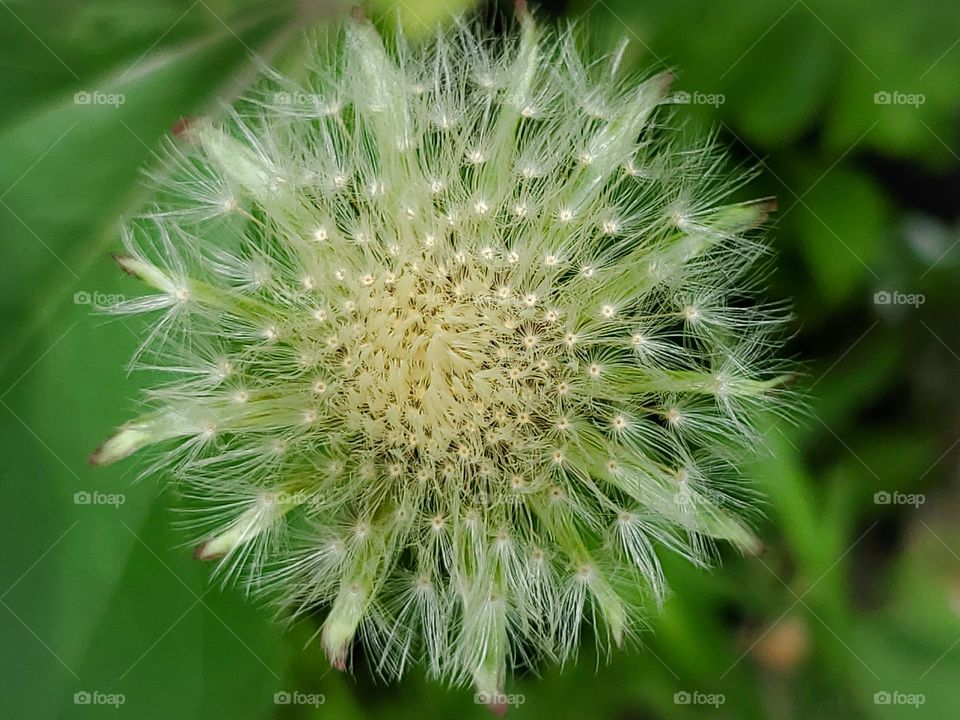 Circle shape in a flower in the seeding stage.