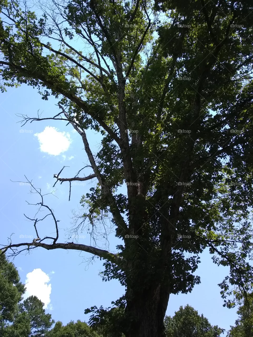 tree