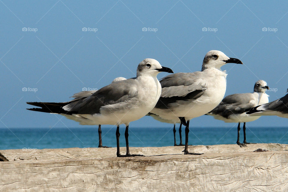 Seagulls perching on retaining wall near sea