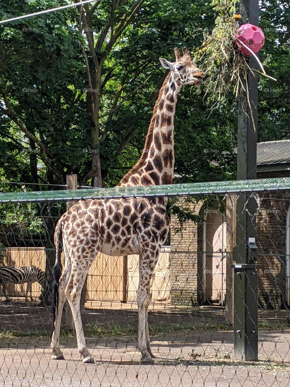 giraffe standing grazing in the foreground. a zebra eating in the background (the next zoo enclosure over)