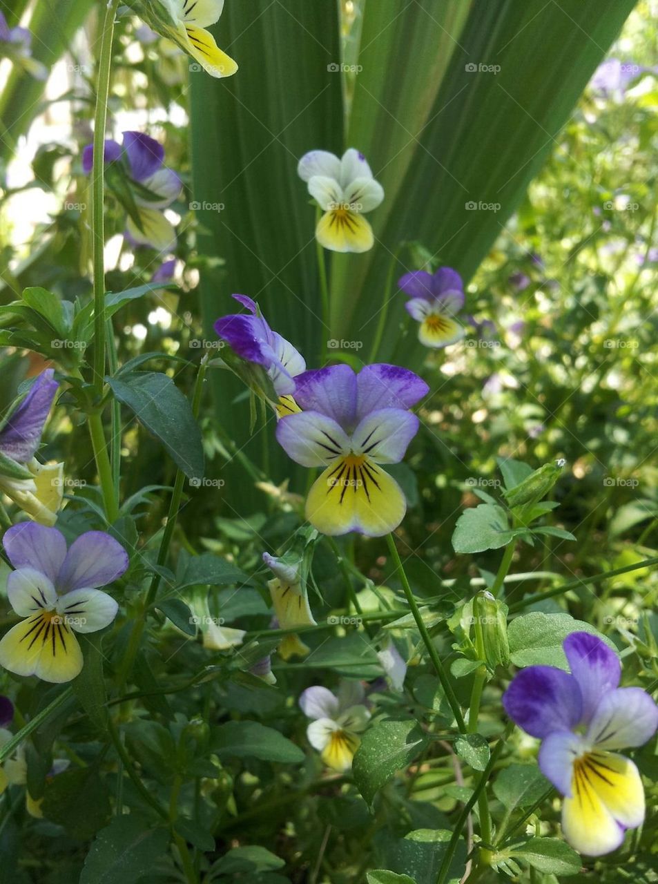 violas