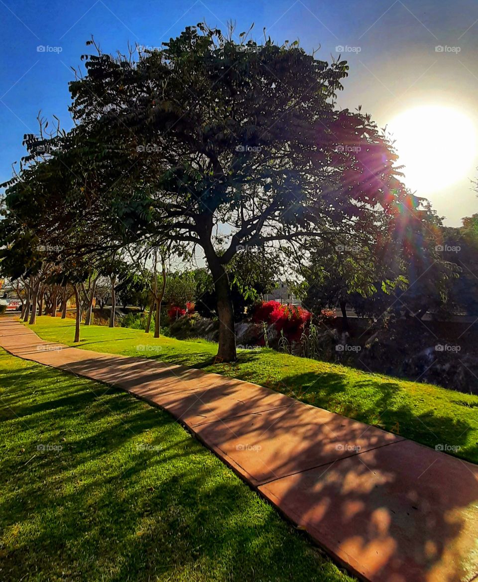 Sun through tree,tree,park,morning,summer,sun,nature,reflection,landscape sunset,sunlight,sunshine,green