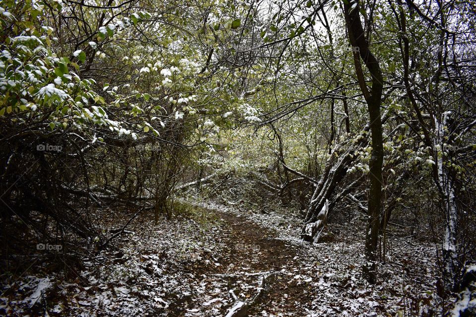 A path through the snowy woods