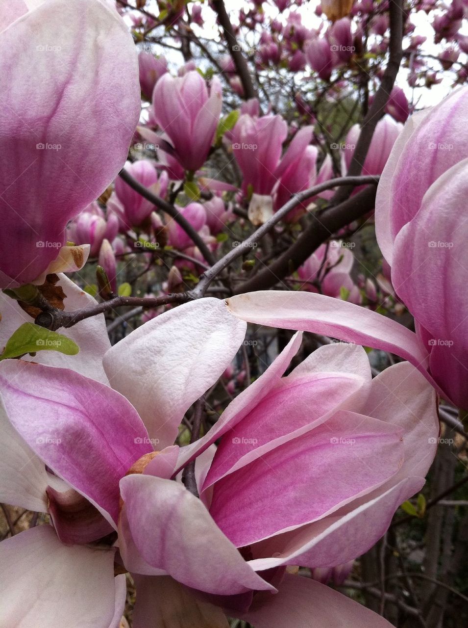 Flowers of Union Square