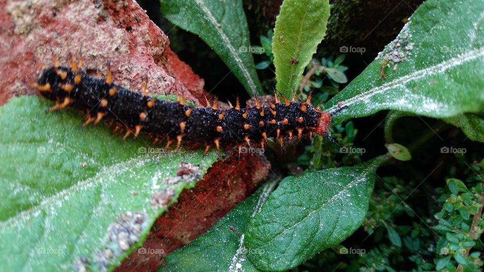Caterpillars crawling on a mossy rock.