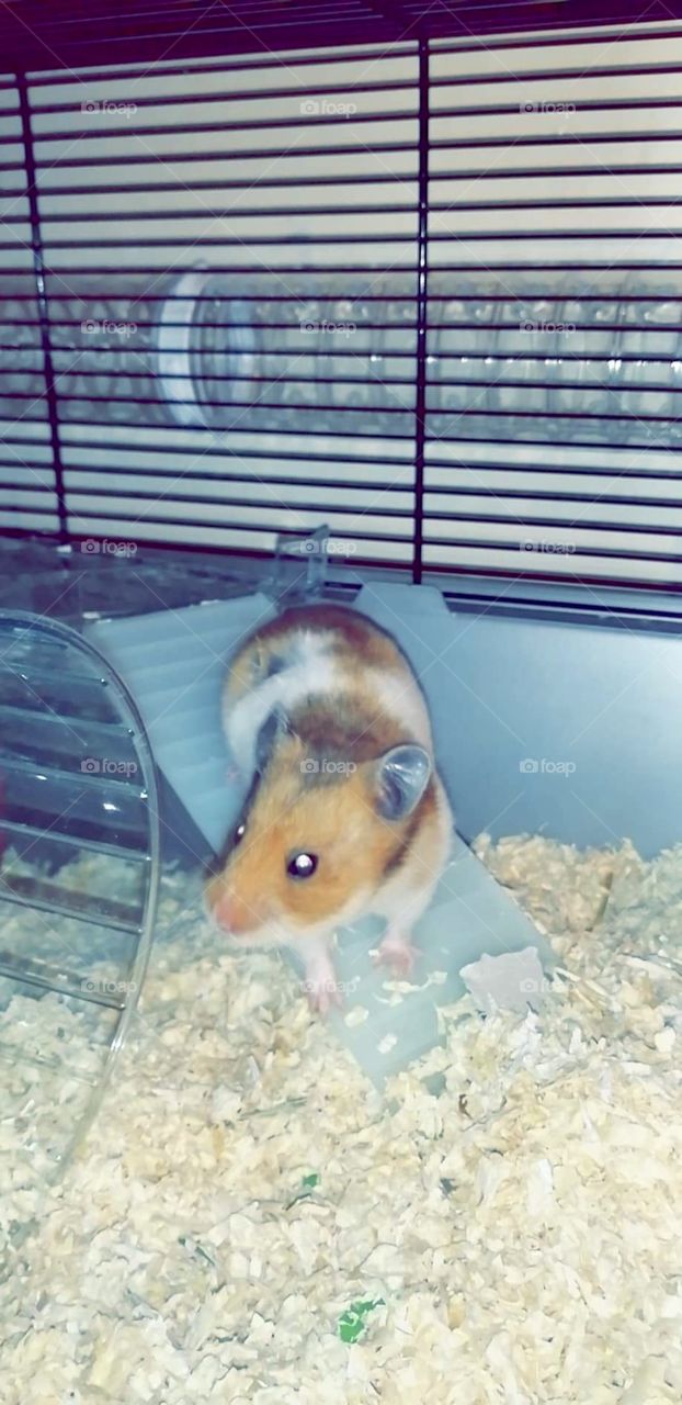 Jeemi the Hamster 🐹