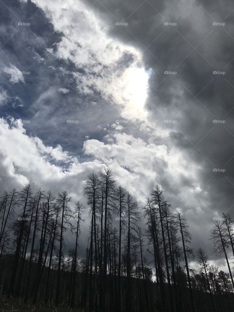 Bare trees and dramatic cloudy sky