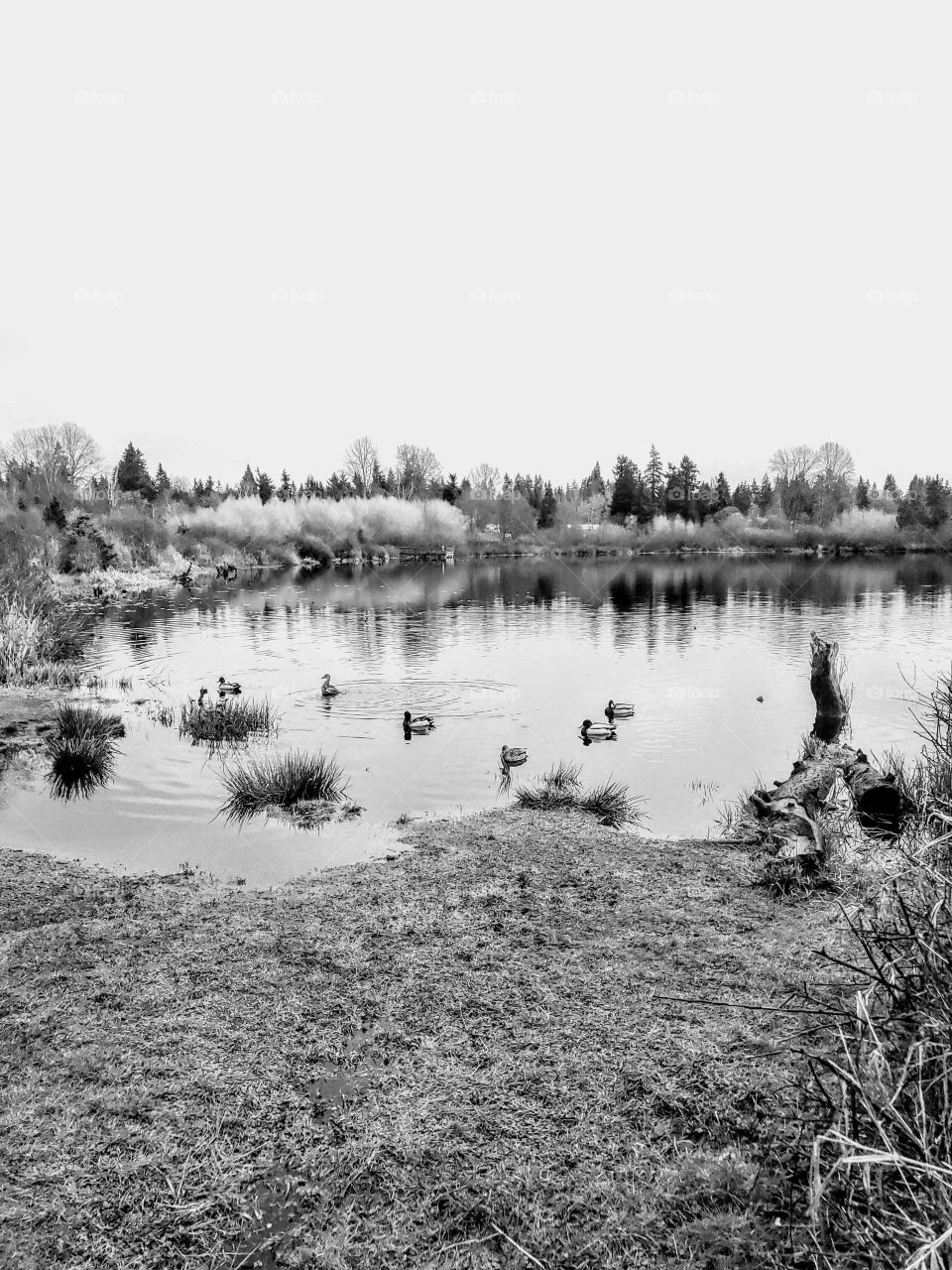 vintage Photo of ducks on a pond
