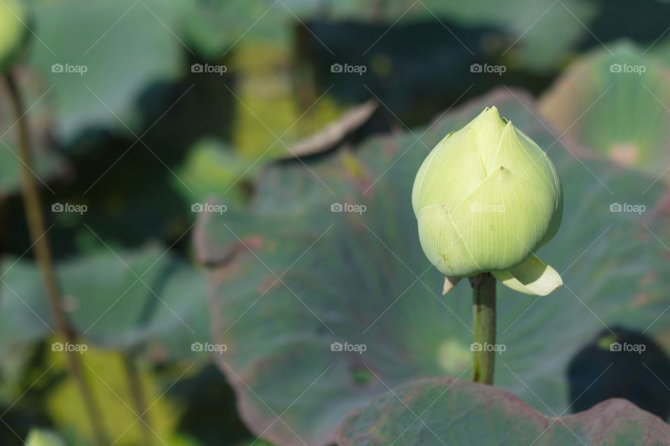 Green lotus 