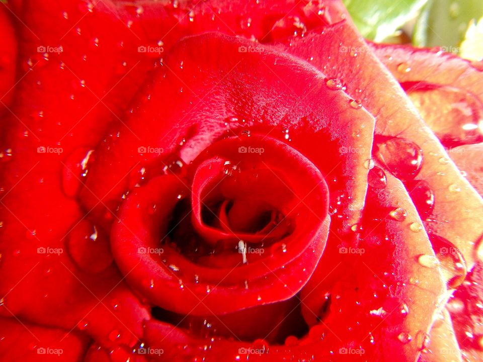 Raindrop rose