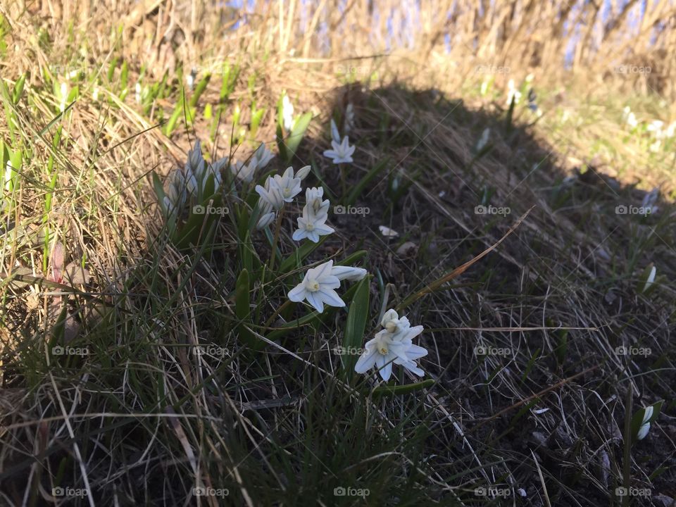 The first flowers of the year are starting to come out of hiding in ås, Norway 