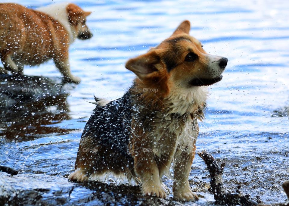 Dog shaking off the water