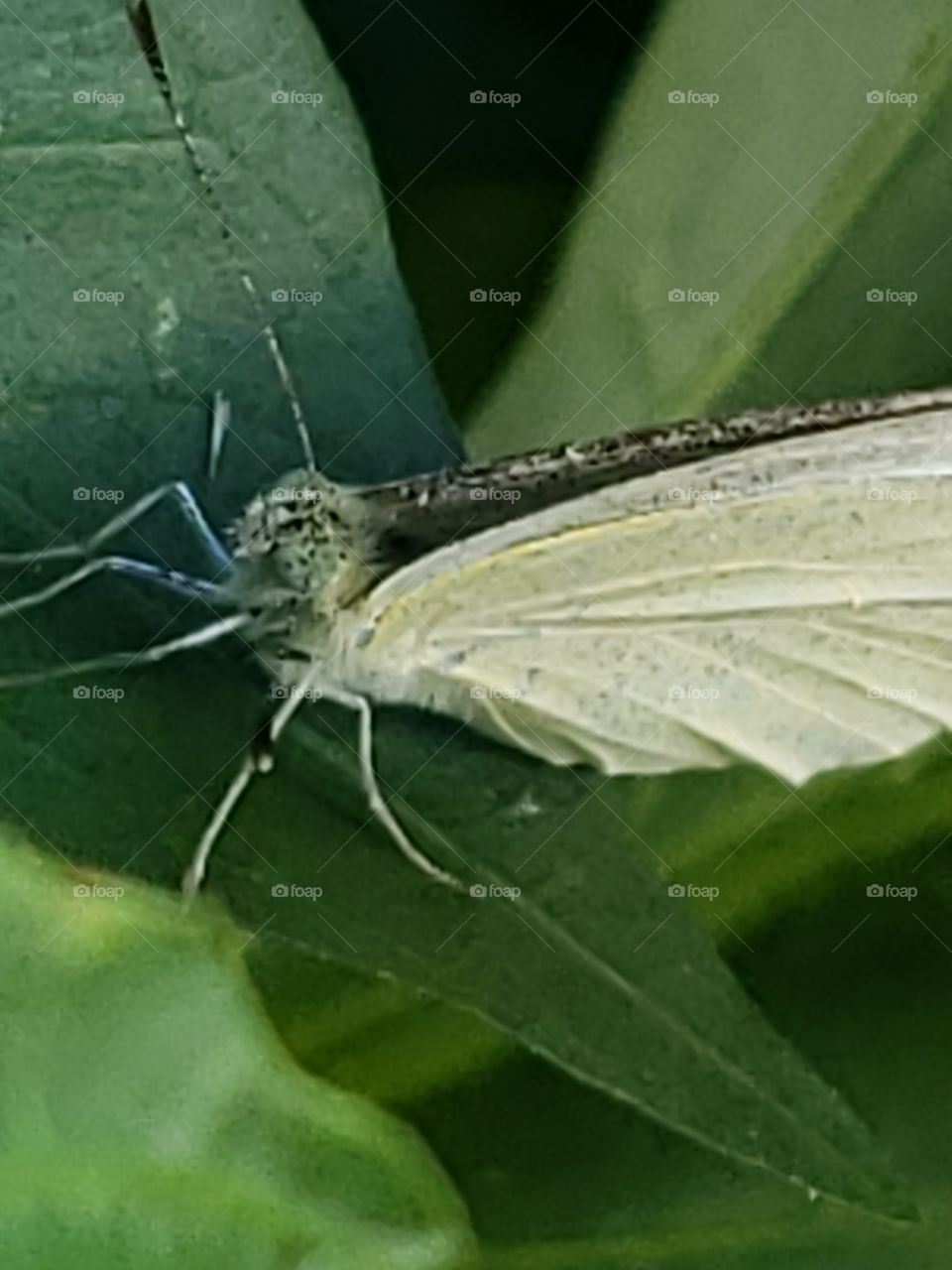 green moth 3