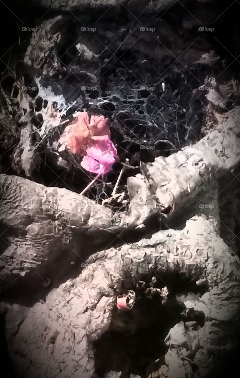 Tangled Web Draped Within A Dead Tree Stump