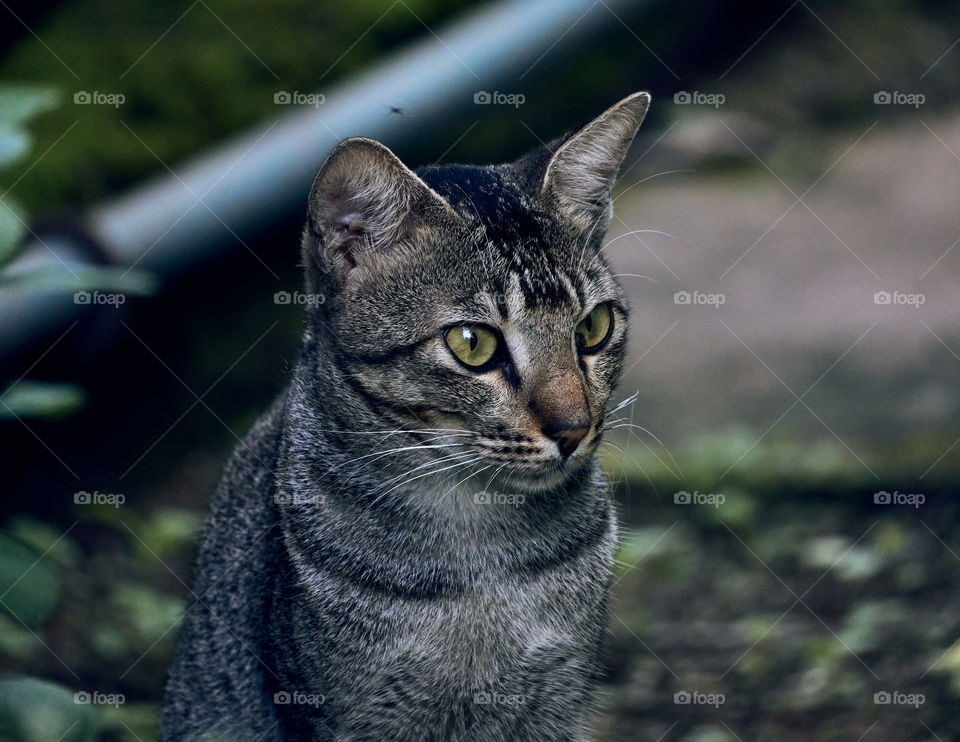 Egyptian  mau  cat