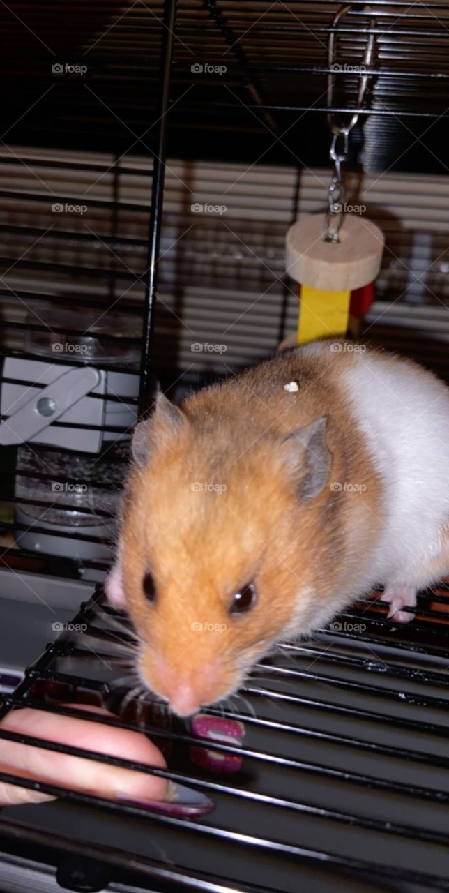 Darling Jeemi - our wee hamster that passed away last year. We miss you loads Jeemi ❤️
