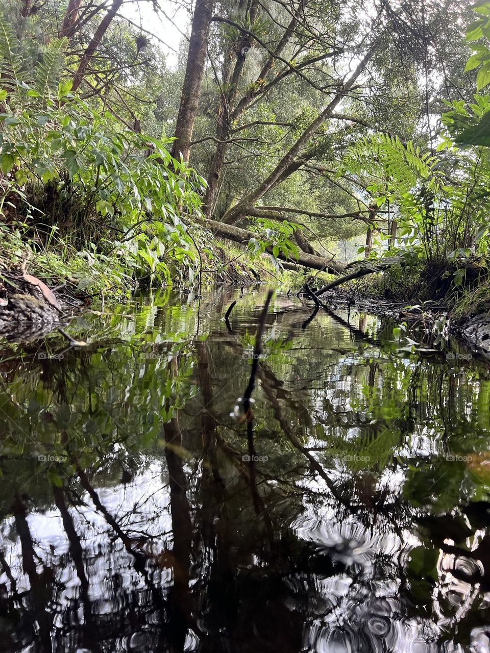 lake surrounded by nature