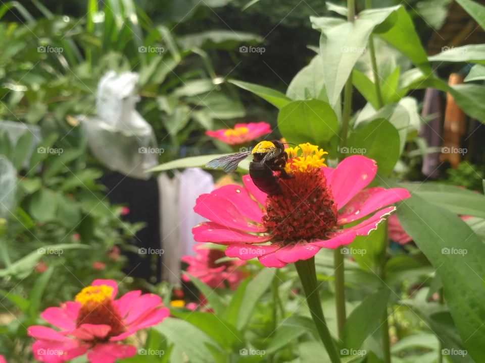 Big Bee On The Flower