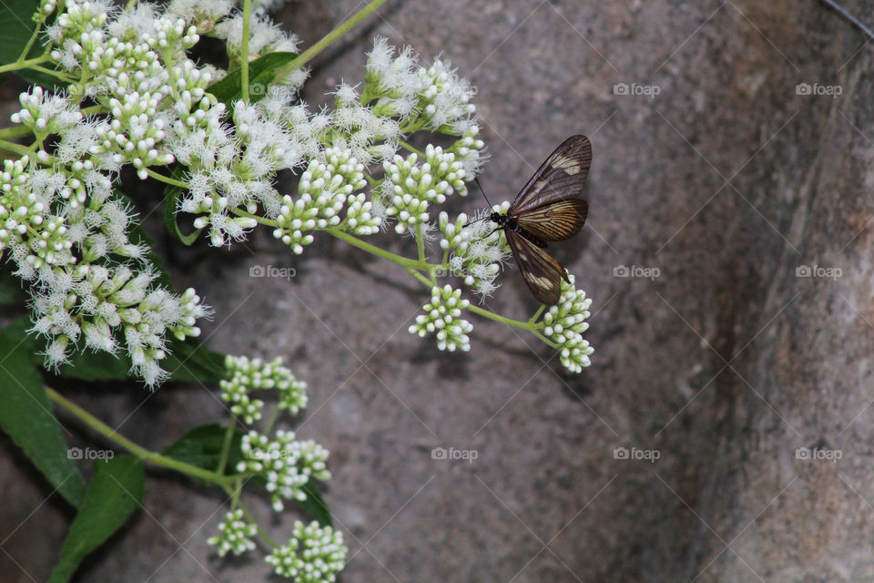 brown butterfly rests in bloom