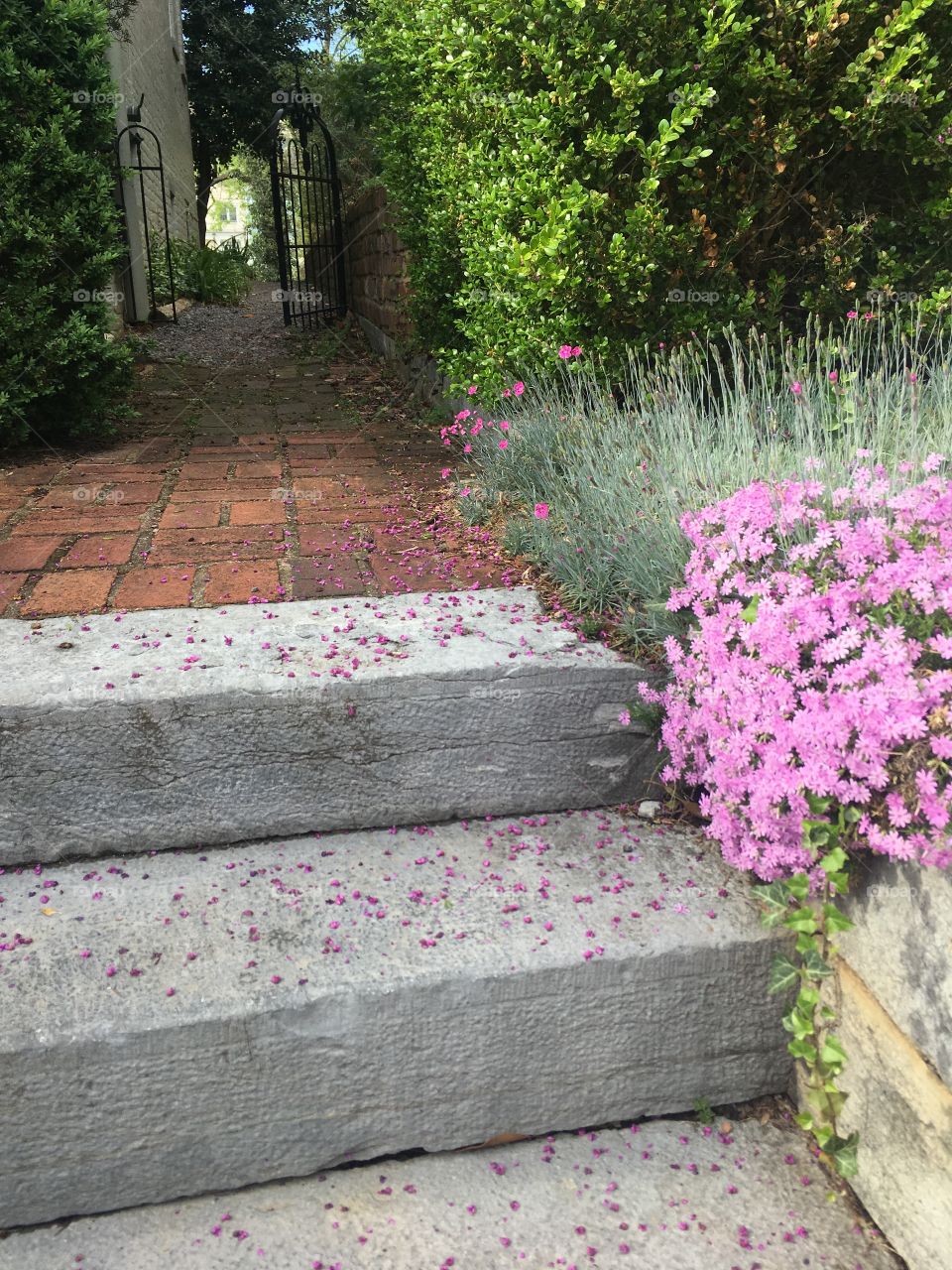 Blossoms overhanging stairs