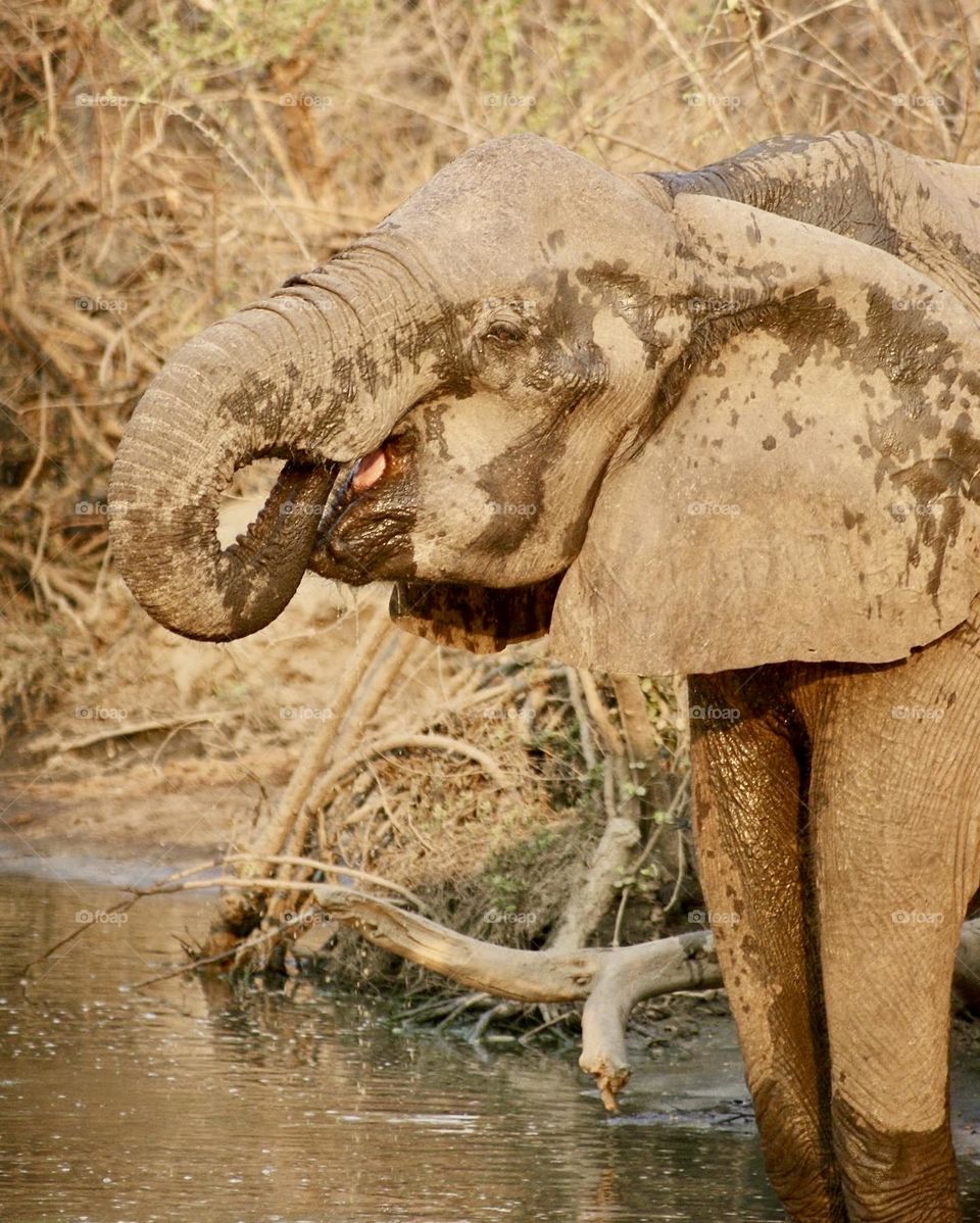 An elephant sticking his tongue out 