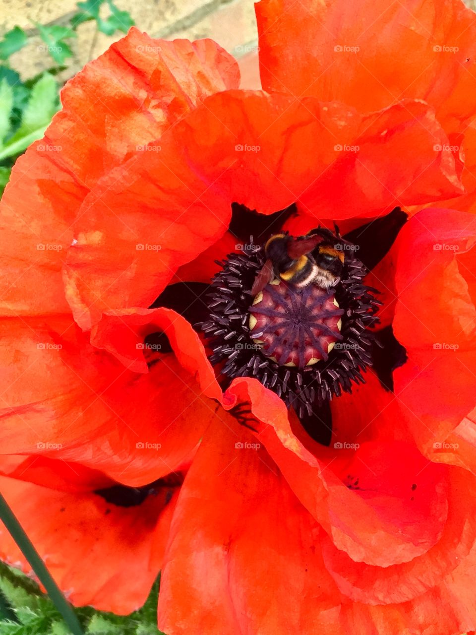 Bee romance. Two bees next to each other savouring on the stamen of a large-sized red poppy. 