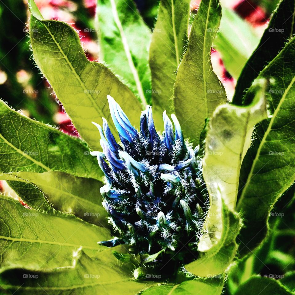 Blue Flower Buds 2