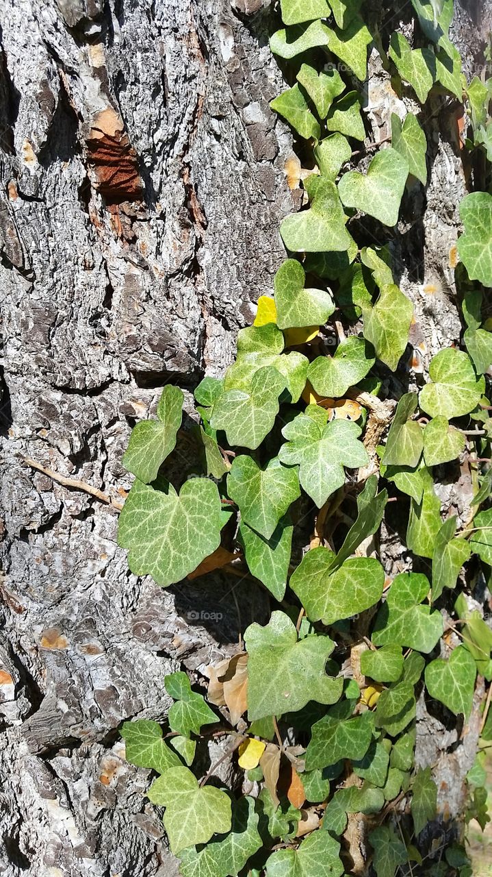 tree and leaves