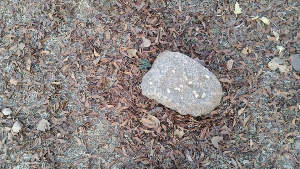 stone and dried leaves